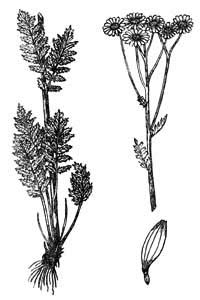 Asteraceae Pyrethrum corymbosum (L.) Willd. 