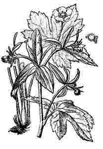 Ranunculaceae Ranunculus lanuginosus L. 