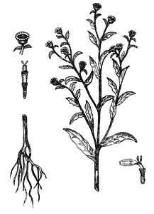 Asteraceae Pulicaria vulgaris Gaertn. 
