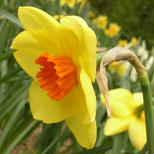 Amaryllidaceae Narcissus x hybridus hort. cv. Pipe Major