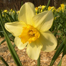 Amaryllidaceae Narcissus x hybridus hort. cv. Golden Bracelet