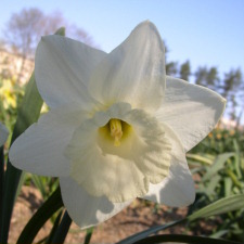 Amaryllidaceae Narcissus x hybridus hort. cv. Empress of Ireland