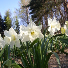 Amaryllidaceae Narcissus x hybridus hort. cv. Empress of Ireland