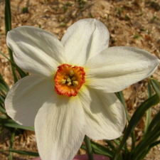 Amaryllidaceae Narcissus x hybridus hort. cv. Fairy Tale