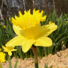 Amaryllidaceae Narcissus x hybridus hort. cv. Golden Sunbeam
