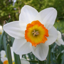 Amaryllidaceae Narcissus x hybridus hort. cv. Kilworth