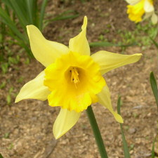 Amaryllidaceae Narcissus x hybridus hort. cv. Early Glory