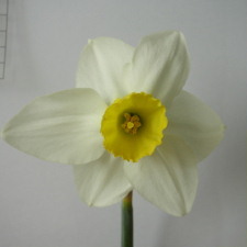 Amaryllidaceae Narcissus x hybridus hort. cv. Greeting