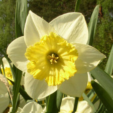 Amaryllidaceae Narcissus x hybridus hort. cv. High Life