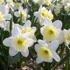 Amaryllidaceae Narcissus x hybridus hort. cv. Ice Follies