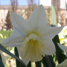 Narcissus x hybridus hort. cv. Beersheba