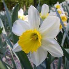 Narcissus x hybridus hort. cv. Beat All