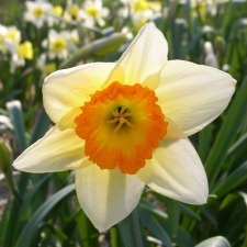 Narcissus x hybridus hort. cv. Belisana