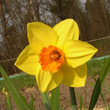 Narcissus x hybridus hort. cv. Brackenhurst