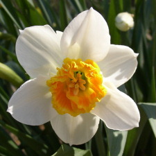Narcissus x hybridus hort. cv. Bruno