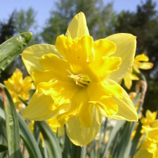 Narcissus x hybridus hort. cv. Brandaris