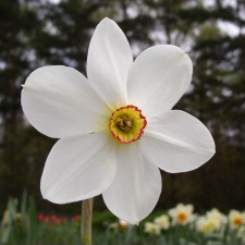 Narcissus x hybridus hort. cv. Actaea