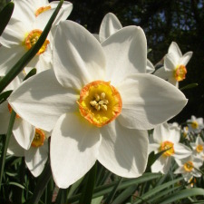 Narcissus x hybridus hort. cv. Aflame