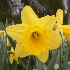 Narcissus x hybridus hort. cv. Albert Schweizer