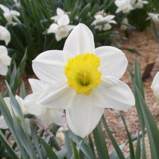Narcissus x hybridus hort. cv. Alayne