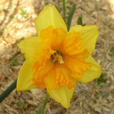 Amaryllidaceae Narcissus x hybridus hort. cv. Arena