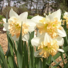Amaryllidaceae Narcissus x hybridus hort. cv. Articol