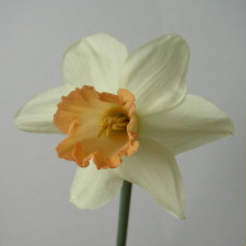 Narcissus x hybridus hort. cv. Ballycastle