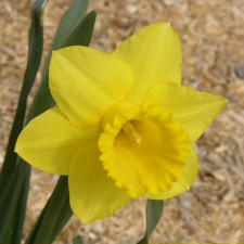 Narcissus x hybridus hort. cv. Butterflower