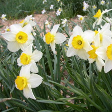 Amaryllidaceae Narcissus x hybridus hort. cv. Croesus