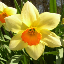 Amaryllidaceae Narcissus x hybridus hort. cv. Dervish