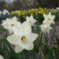 Amaryllidaceae Narcissus x hybridus hort. cv. Lime Chiffon