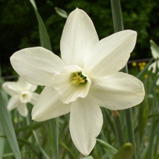 Amaryllidaceae Narcissus x hybridus hort. cv. Easter Moon