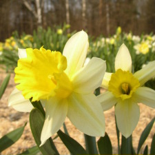 Narcissus x hybridus hort. cv. Celebrity