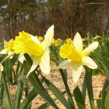 Amaryllidaceae Narcissus x hybridus hort. cv. Celebrity