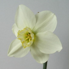 Narcissus x hybridus hort. cv. Carnmoon