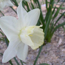 Amaryllidaceae Narcissus x hybridus hort. cv. Clementine