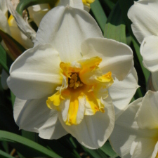 Narcissus x hybridus hort. cv. Burning Heart