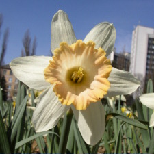 Narcissus x hybridus hort. cv. Champagne