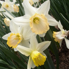 Amaryllidaceae Narcissus x hybridus hort. cv. Champagne