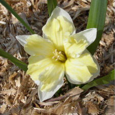 Amaryllidaceae Narcissus x hybridus hort. cv. Chevreuse