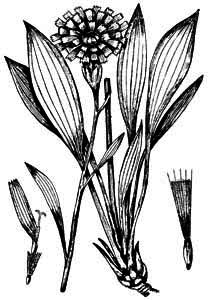 Asteraceae Scorzonera humilis L. 