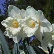Amaryllidaceae Narcissus x hybridus hort. cv. Soiree