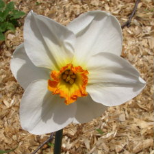 Amaryllidaceae Narcissus x hybridus hort. cv. Shepherd