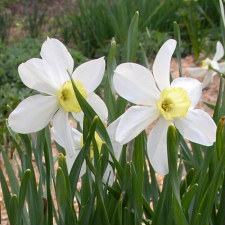 Amaryllidaceae Narcissus x hybridus hort. cv. Seagull