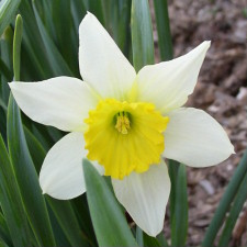 Amaryllidaceae Narcissus x hybridus hort. cv. Star
