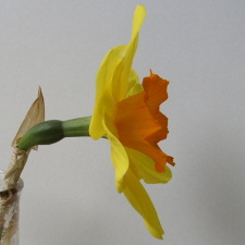 Amaryllidaceae Narcissus x hybridus hort. cv. Sun Chariot