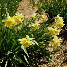 Amaryllidaceae Narcissus x hybridus hort. cv. Sulphur Phoenix