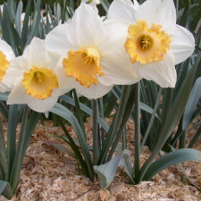 Amaryllidaceae Narcissus x hybridus hort. cv. Rosy Sunrise
