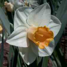 Amaryllidaceae Narcissus x hybridus hort. cv. Salome