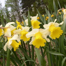 Amaryllidaceae Narcissus x hybridus hort. cv. Victor Borge